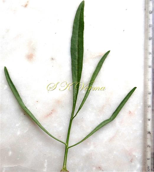  Leaf
